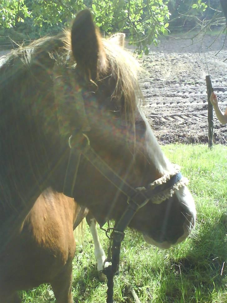 Welsh Pony (sec B) Chilli *Gammel part* billede 11
