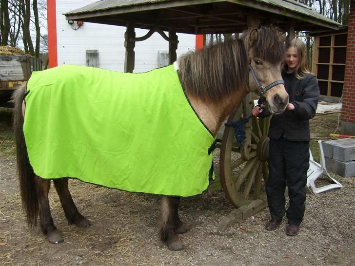 Islænder sóley fra Dalgård - den her farve er dare god til mig                ik ??? billede 2