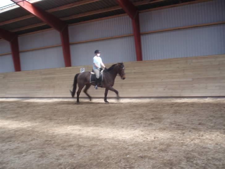 Holstener Lindegaardens Camilla  billede 20