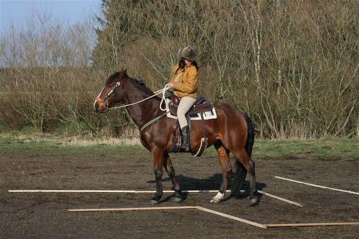 Dansk Varmblod Stagsted's Magic - 10. marts 2008 .. Vi bakker igennem "labyrinten" .. Fotograf: Mor billede 7