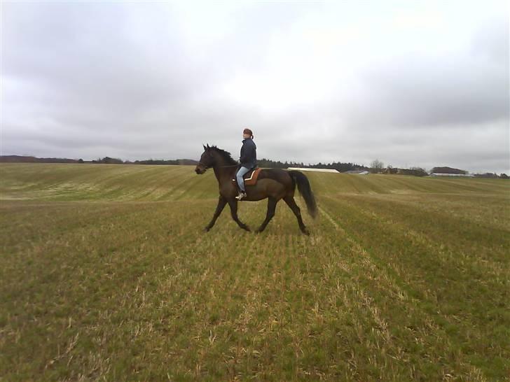 Oldenborg Debbie *gammel part* - Trave trave xD billede 14