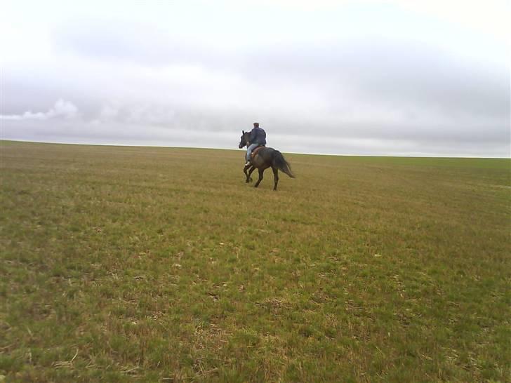 Oldenborg Debbie *gammel part* - Galop på stubmark? billede 15