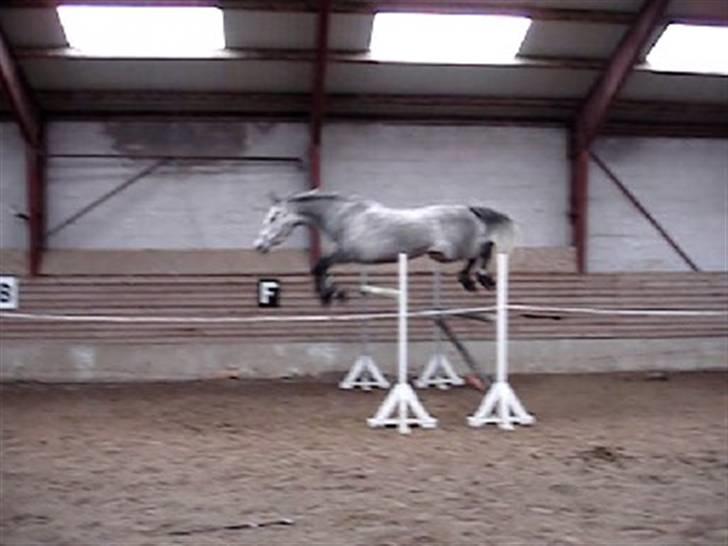 Holstener Coriana Hope - Løsspringning 160 cm marts 2008 billede 6