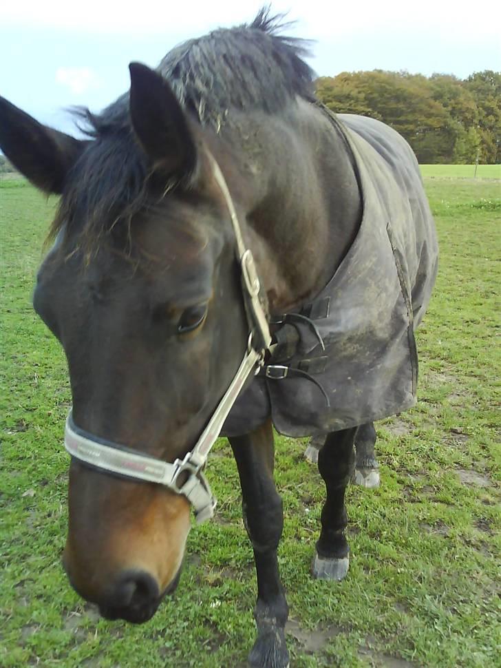 Oldenborg Debbie *gammel part* - Debbie <3 billede 16