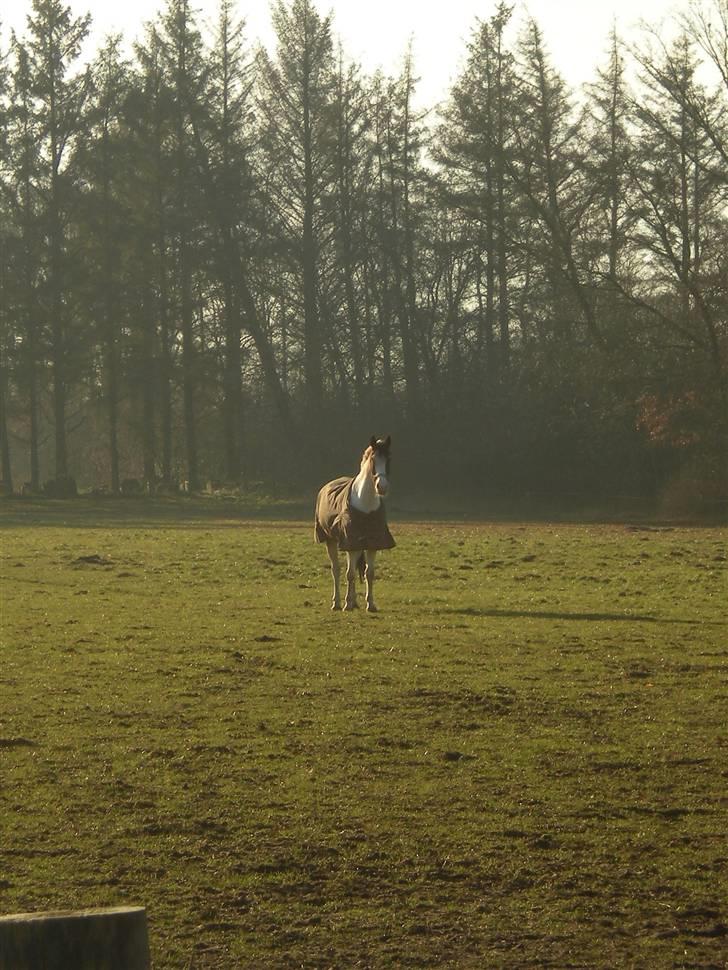 Anden særlig race Bronco - solgt. - Bronco, vinteren 09 (: billede 14