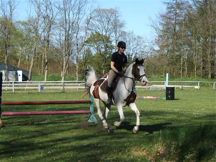 Anden særlig race Bronco - solgt. - broncobabe & jeg (L)´ man kan slet ikke se hvor meget han elsker det :o) billede 15