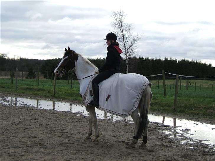 Anden særlig race Bronco - solgt. - Bronco & jeg, vinteren 08(: billede 16