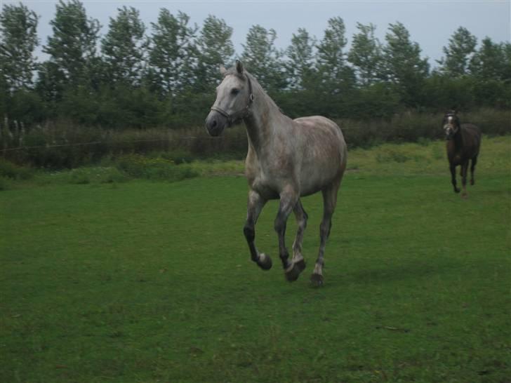 Anden særlig race Diego - Uhh... Vi skal ind fra marken nu :D Hehe billede 15