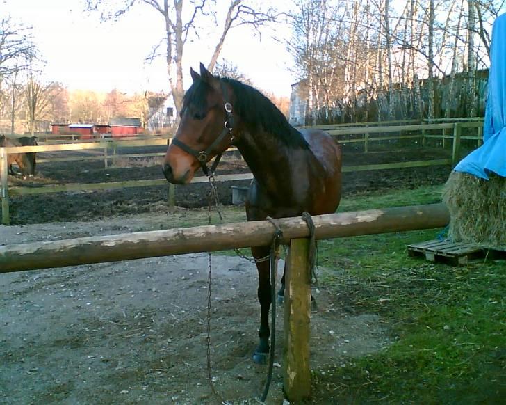 Welsh Partbred (Sec F) Got2Bee billede 2