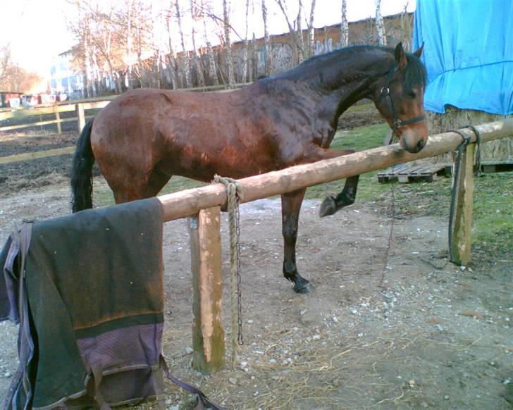 Welsh Partbred (Sec F) Got2Bee billede 3