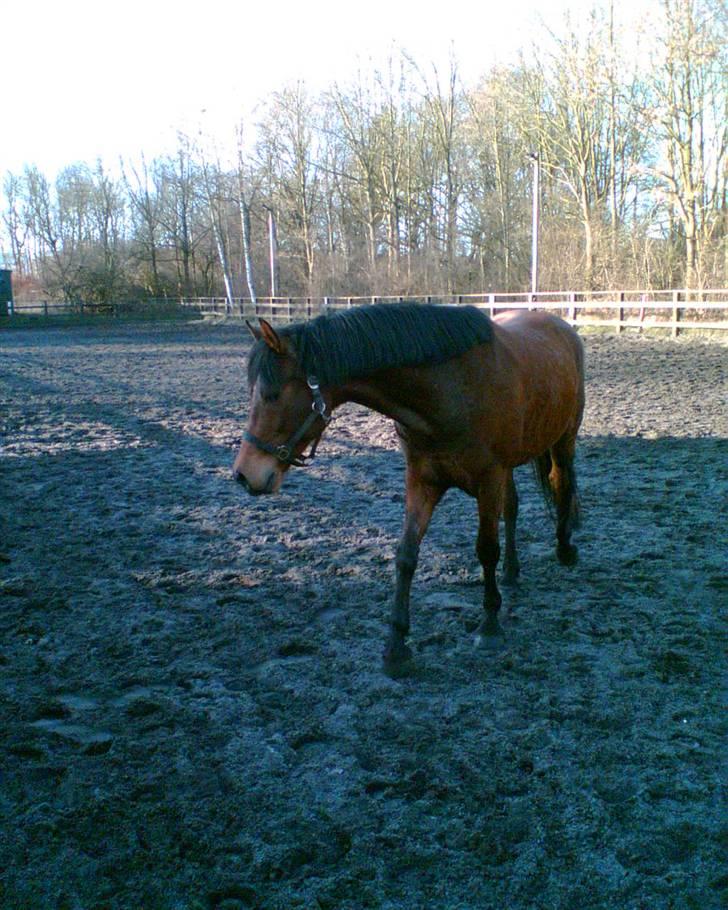 Welsh Partbred (Sec F) Got2Bee billede 4