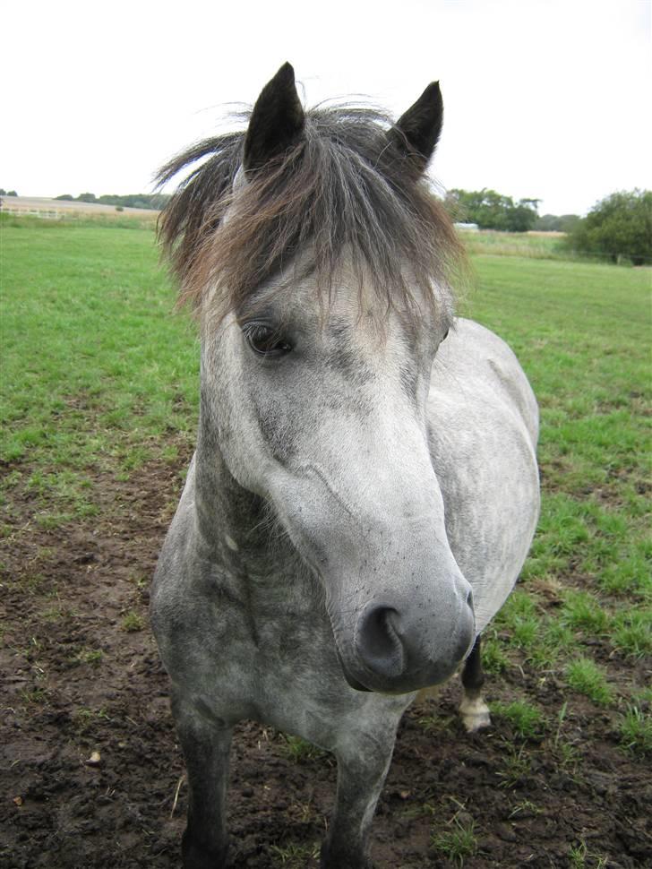 Welsh Pony (sec B) Indiana Joe - 23. Juli 09 billede 2