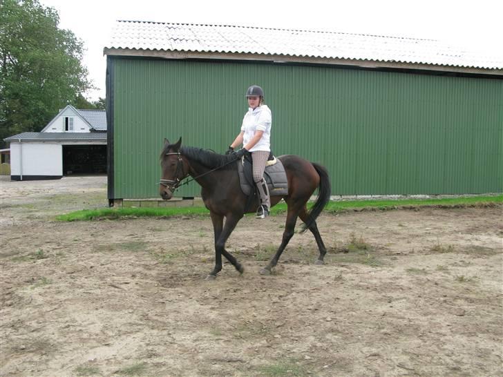 Fuldblod (XX) Gucci Girl (Den) billede 13