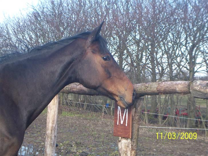 Fuldblod (XX) Gucci Girl (Den) billede 15