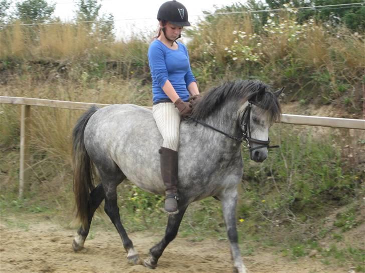 Welsh Pony (sec B) Indiana Joe -  23 Juli. 09 billede 7