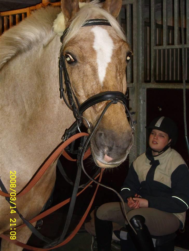 Welsh Cob (sec D) Lesto Vivi  - vivi <3 billede 16