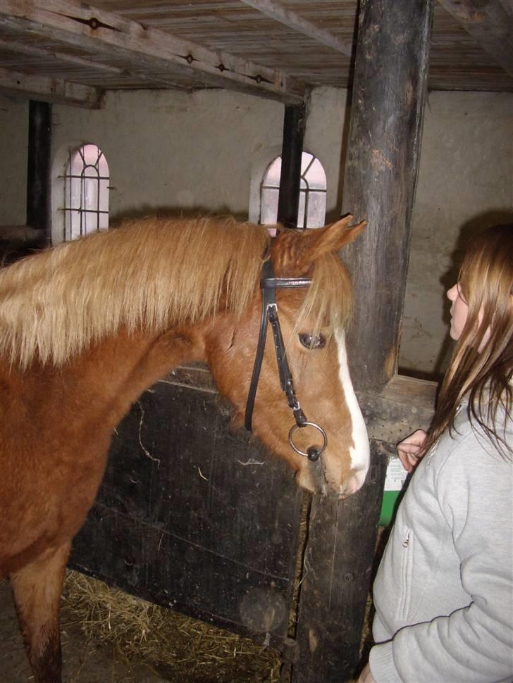 DSP Zig-Zag *SOLGT* - Ziggi og Stine billede 4