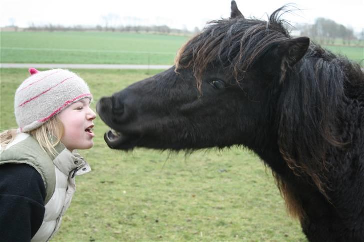 Islænder "¤"assa fra vikærslund"¤" - kys mig (: billede 15