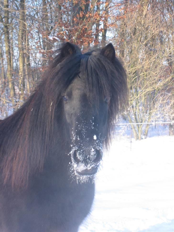 Islænder "¤"assa fra vikærslund"¤" - sne i næsem..(: billede 17