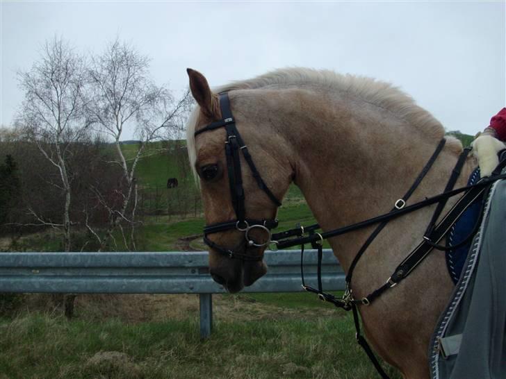 Welsh Cob (sec D) Lesto Vivi  - vivi <3 billede 20