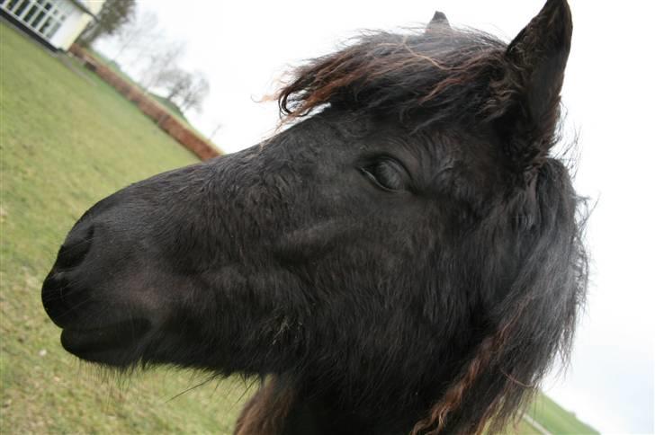 Islænder "¤"assa fra vikærslund"¤" - smuk..smuk... billede 18