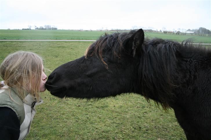 Islænder "¤"assa fra vikærslund"¤" - ....KYS... billede 19