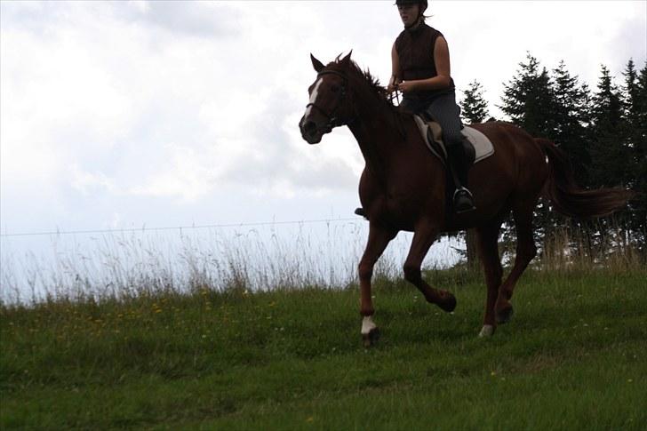 Dansk Varmblod Emos <3 <3 <3 <3 <3 - 4# 28/8 2010 Galop på Marken <3 ELSKER´DIG´SKATH ;i<3 Foto; Camilla <3 billede 4