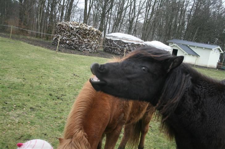 Islænder "¤"assa fra vikærslund"¤" - er det bare mig eller lugter der lidt af fims..... billede 20