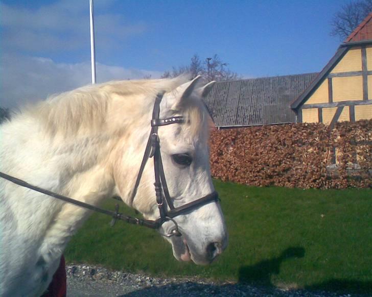 Anden særlig race /connemara bambuska R.I.P - på tur:) hygge dag<3    foto: mig selv. billede 5