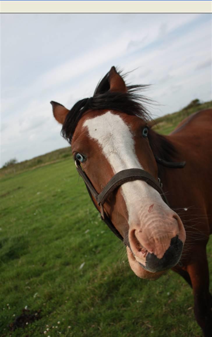 Anden særlig race Coby  - blaaaadrrr! foto: mig. billede 2