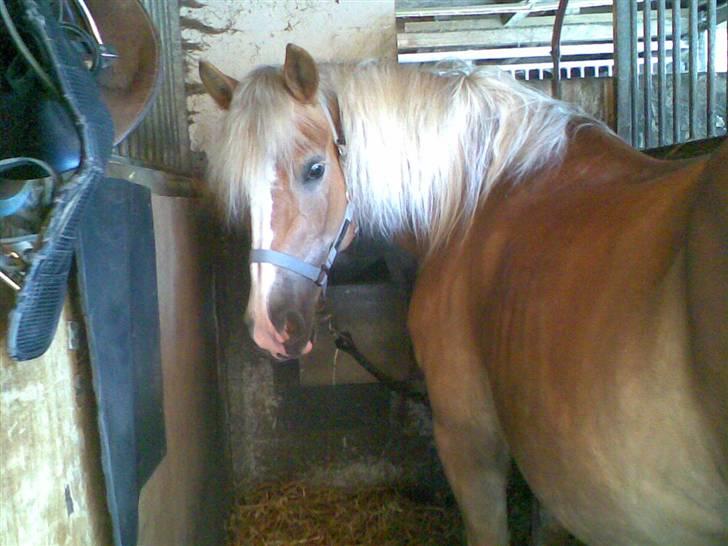 Haflinger Betti - Betti i den gamle stald. [Foto: Mig] billede 3