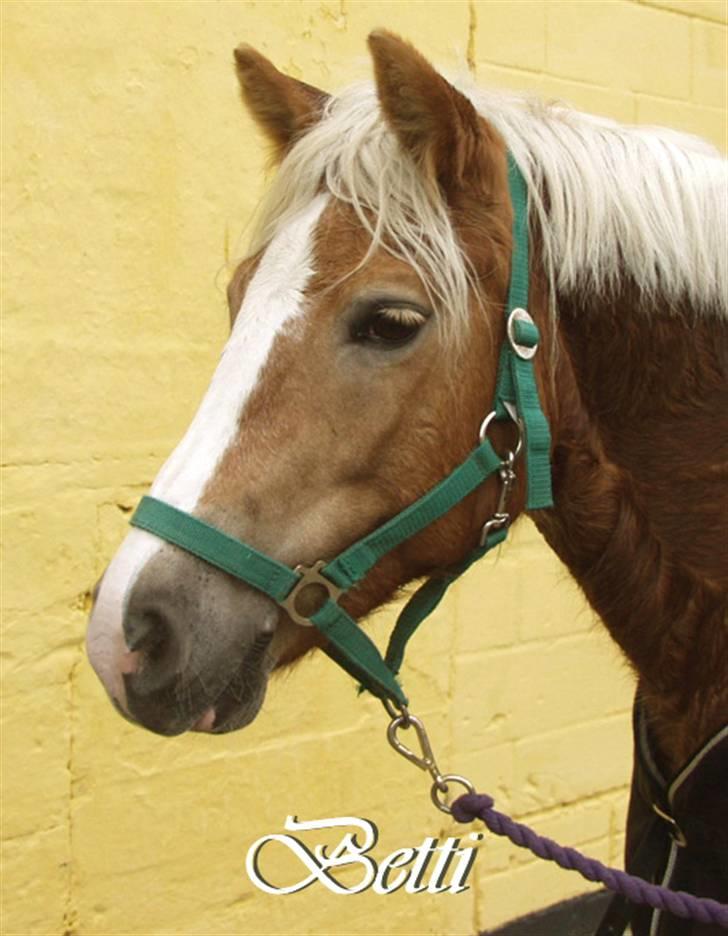 Haflinger Betti - Betti <3 billede 4