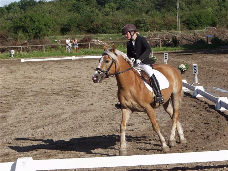 Haflinger Betti - Dressur med Diana (LC3) billede 5