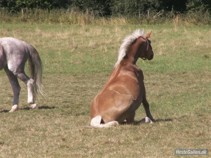 Haflinger Betti - Hihi <3 [Foto: Rie/Liva] billede 6