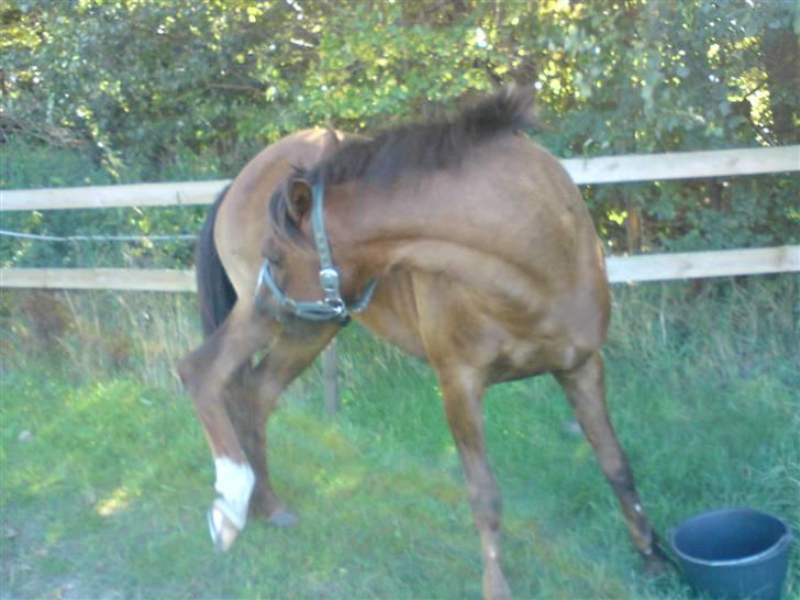 Anden særlig race Agazi (SOLGT) - Agazi, der ligger klør sig selv:-D Foto: Mig billede 2