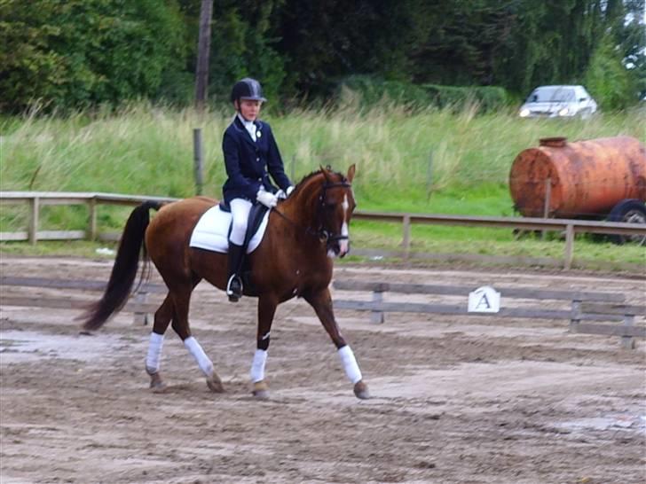 Anden særlig race Agazi (SOLGT) - og så lidt dressur. Han er bare så dejlig:-D Foto: Marie billede 4