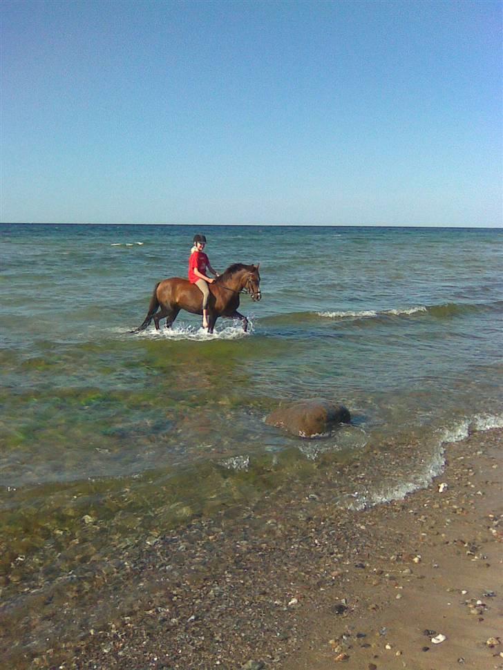 Anden særlig race Agazi (SOLGT) - Er lige ude at bade. Han syntes, det var rigtigt sjovt:-) Foto: Min mor billede 5