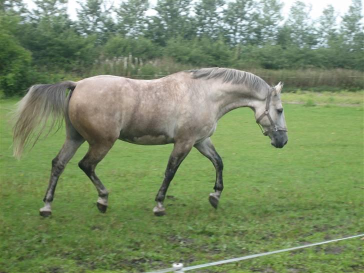 Anden særlig race Diego - Fin trav på marken,, efter hår` træning.. :O billede 16