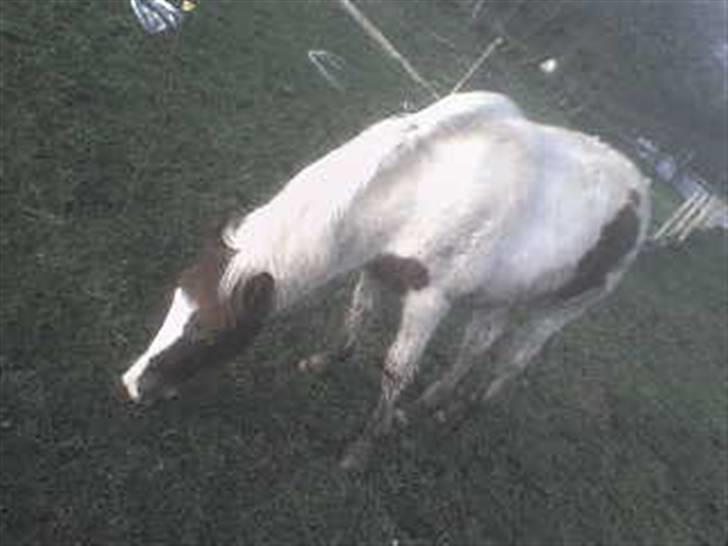 Pinto Djina <3 "Byttet" :/ - Djina på fold :)    Er hun ikke fiin´ :) billede 11