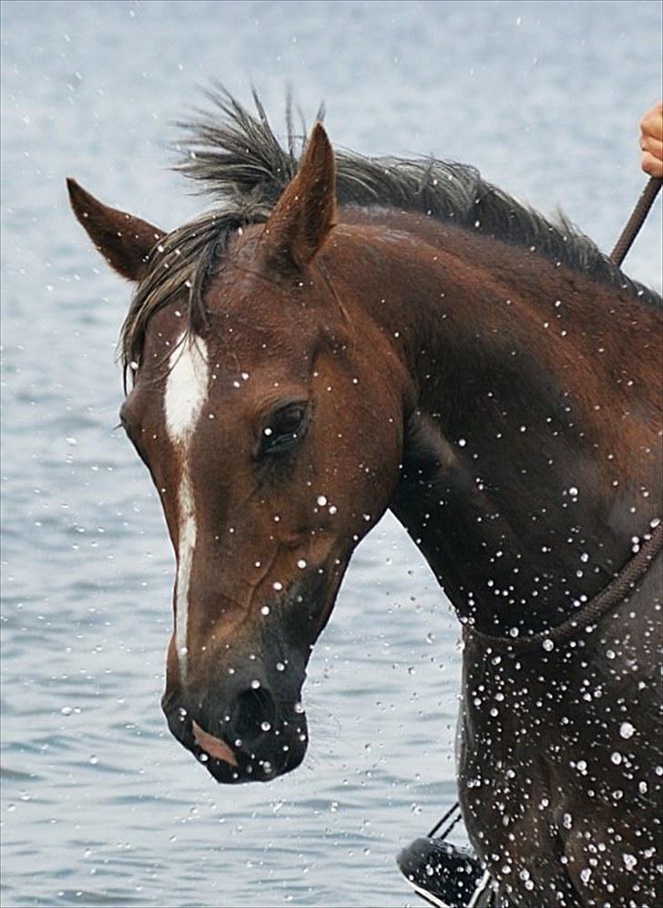 Welsh Cob (sec D) Bogensø´s Queen  - Velkommen til den lyn hurtige super springeren Queen :o) <3 billede 3