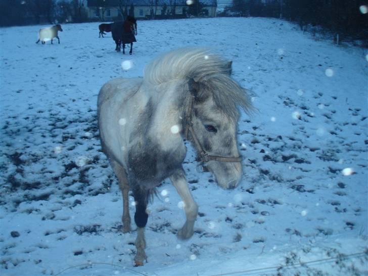 Anden særlig race Yarsmin - Uhh´ hun fryser, hun vil ind :D billede 1