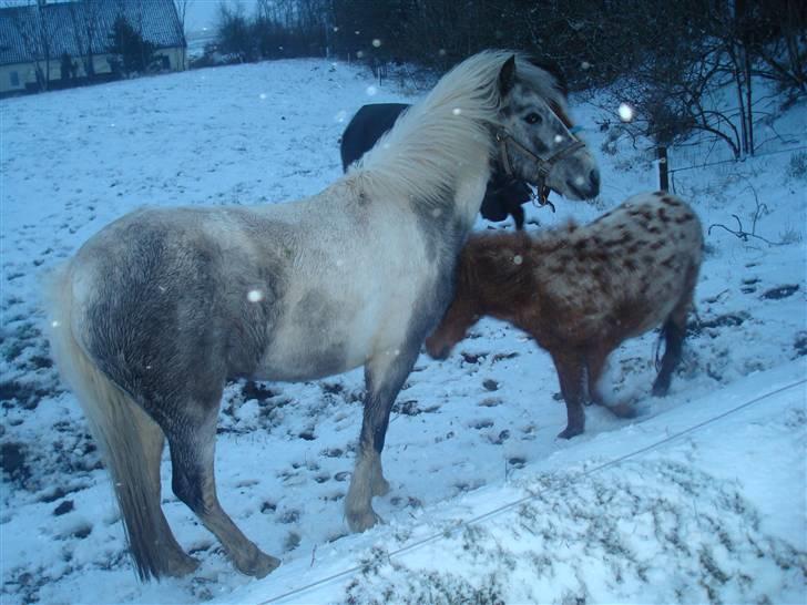 Anden særlig race Yarsmin - hun står sammen med nogle af de andre(:? billede 2