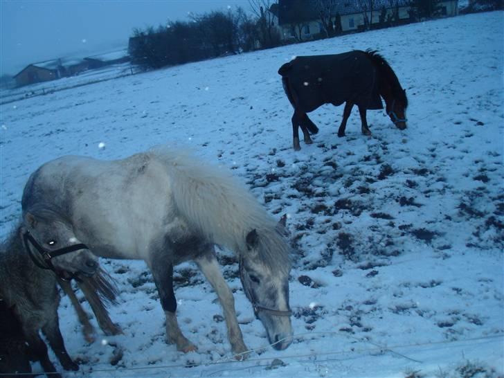 Anden særlig race Yarsmin - Hun prøver at finde noget at spise, men der er intet haha :) billede 3