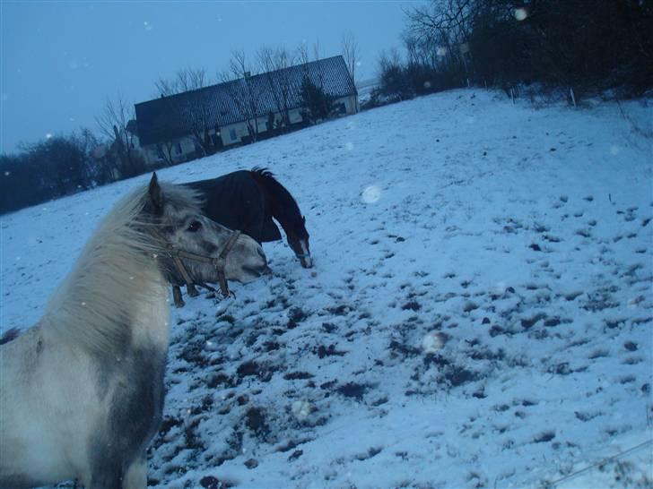 Anden særlig race Yarsmin - hun kigger lige op.. billede 4