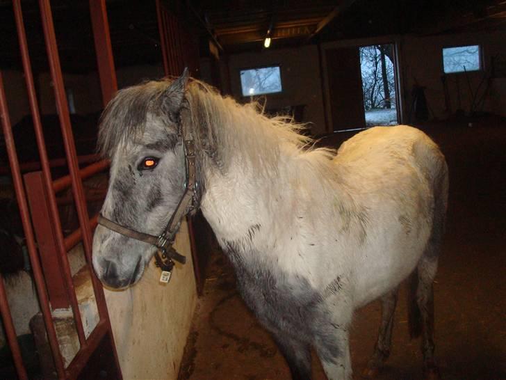 Anden særlig race Yarsmin - øv tænker  hun :D billede 5