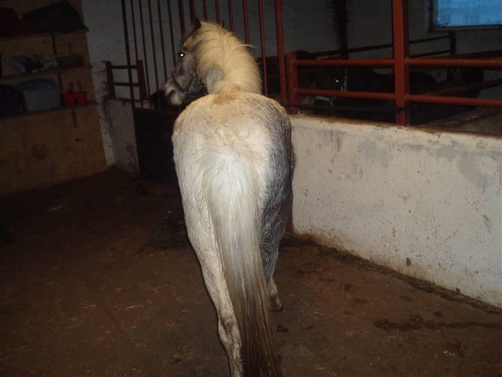 Anden særlig race Yarsmin - Hun vendte lige enden til d; billede 6