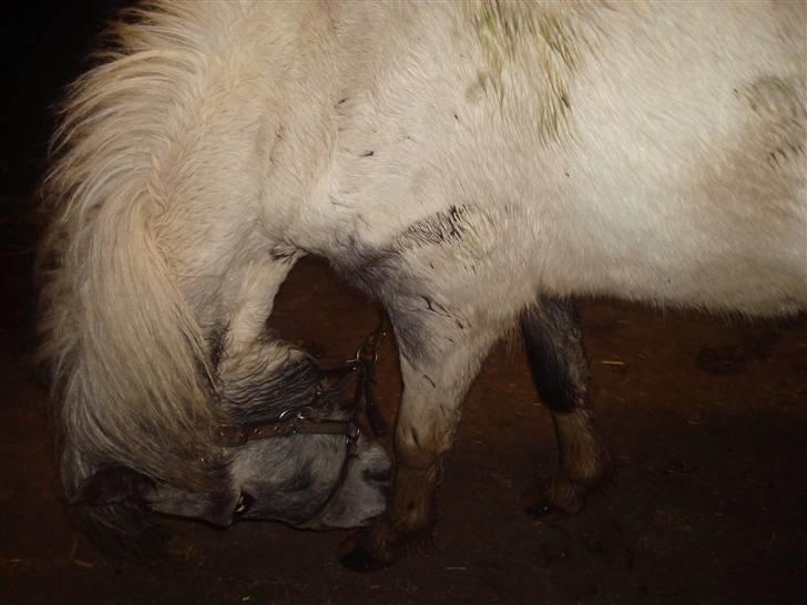 Anden særlig race Yarsmin - Hun gnupper lige benet, :B billede 7