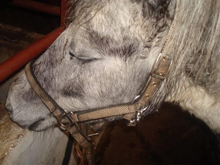 Anden særlig race Yarsmin - Hun var ved at falde i søvn hihi :) hun er tosse billede 8