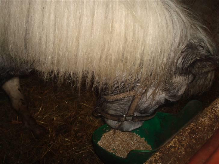 Anden særlig race Yarsmin - Mmm´ Det var vidst dejligt for hende, hun elsker bare mad haha(:(: billede 9