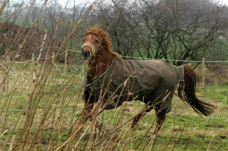 DSP Tovdal´s Balooca  - balooca på marken marts 2008 foto: mig billede 20